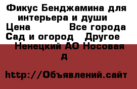 Фикус Бенджамина для интерьера и души › Цена ­ 2 900 - Все города Сад и огород » Другое   . Ненецкий АО,Носовая д.